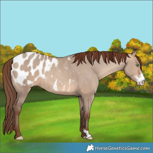 Horse Color:Sable Champagne Dun Sabino Appaloosa 