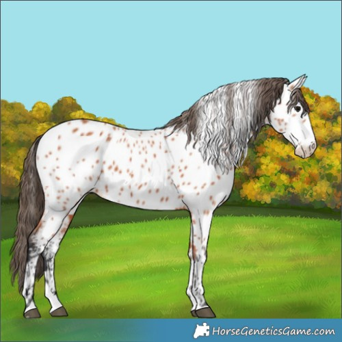 Horse Color:Bay Splash Frame Appaloosa 