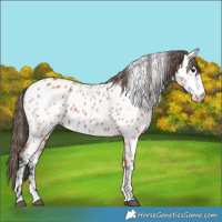 Horse Color:Bay Splash Frame Appaloosa 