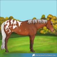 Horse Color:Silver Bay Appaloosa