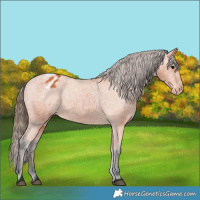 Horse Color:Bay Appaloosa 