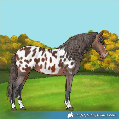 Horse Color:Bay Appaloosa 