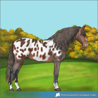 Horse Color:Bay Near Leopard