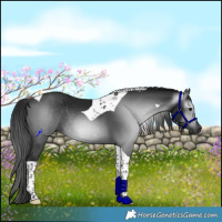 Horse Color:Gray Black Tobiano Rabicano 