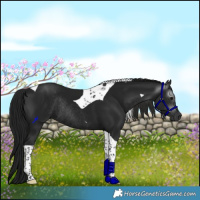 Horse Color:Gray Black Tobiano Rabicano