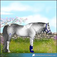 Horse Color:Gray Black Tobiano Rabicano 