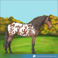Horse Color:Bay Near Leopard 