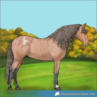 Horse Color:Bay Varnish