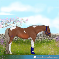 Horse Color:Chestnut Tobiano Rabicano