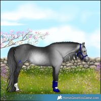 Horse Color:Gray Black Sabino Tobiano Rabicano 