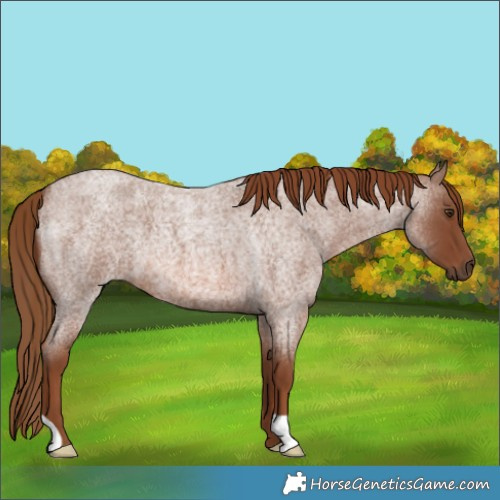 Horse Color:Red Roan 
