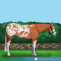 Horse Color:Bay Splash Appaloosa 