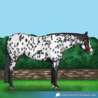 Horse Color:Black Splash Appaloosa 