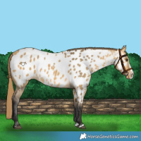 Horse Color:Buckskin Dun Splash Appaloosa 