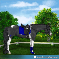 Horse Color:Black Tobiano 