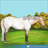 Horse Color:Gray Silver Buckskin Dun Appaloosa