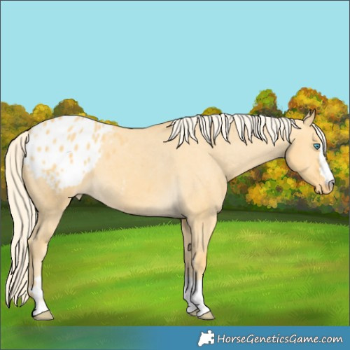 Horse Color:Gold Cream Champagne Dun Appaloosa 