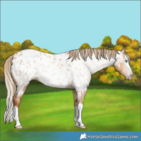 Horse Color:Gray Gold Champagne Dun Splash Near Leopard 