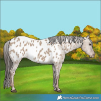Horse Color:Liver Red Dun Near Leopard 