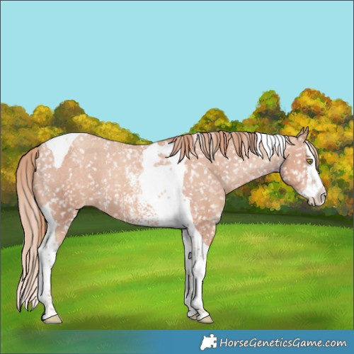 Horse Color:Gold Champagne Sabino Splash Tobiano Appaloosa 