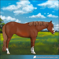 Horse Color:Chestnut 
