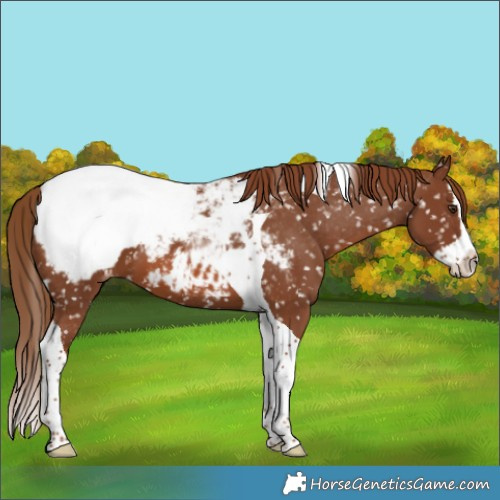 Horse Color:Chestnut Splash Tobiano Appaloosa 