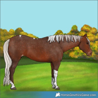 Horse Color:Silver Bay Tobiano Appaloosa 