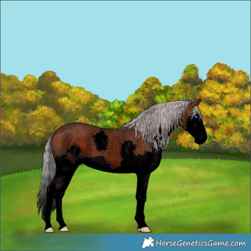 Horse Color:Void White Spotted Silver Brown Splash Rabicano 