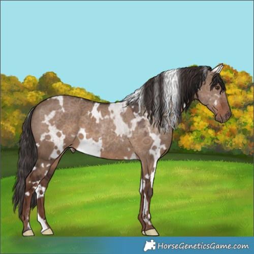 Horse Color:White Spotted Liver Red Dun 