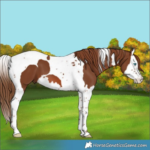 Horse Color:Chestnut Splash Tobiano 
