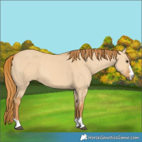 Horse Color:Red Dun 