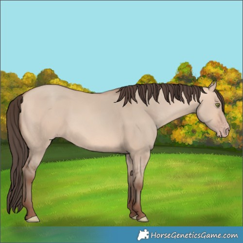 Horse Color:Amber Champagne Dun 