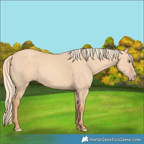 Horse Color:Gold Champagne Dun