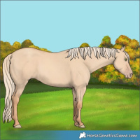 Horse Color:Gold Champagne Dun 