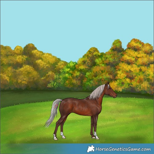 Horse Color:Chocolate Silver Brown 