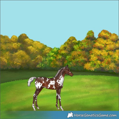 Horse Color:White Spotted Chocolate Silver Brown 