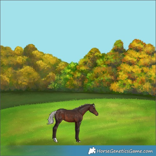 Horse Color:Silver Brown 