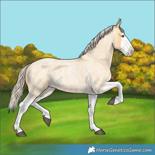 Horse Color:Palomino Roan Splash 
