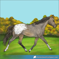 Horse Color:Buckskin Dun Tobiano Appaloosa