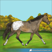 Horse Color:Buckskin Dun Tobiano Appaloosa