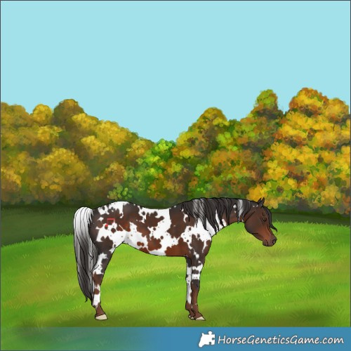 Horse Color:White Spotted Liver Chestnut 