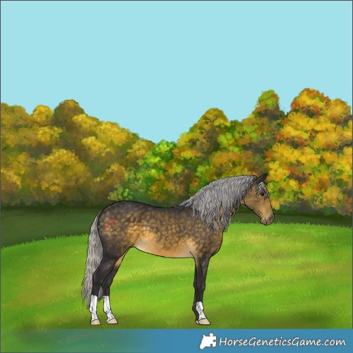 Horse Color:Silver Buckskin 