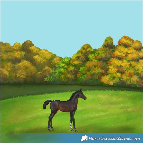 Horse Color:Brown Tobiano 