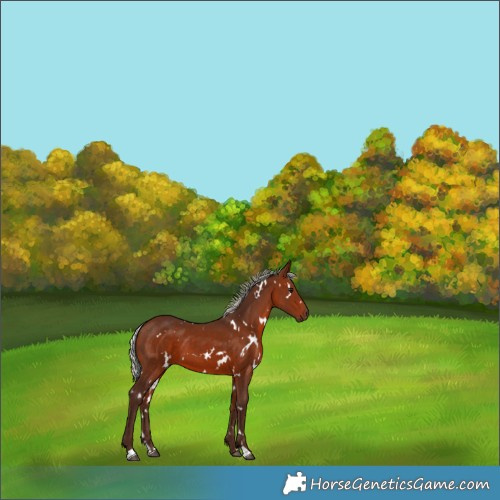 Horse Color:White Spotted Silver Bay 