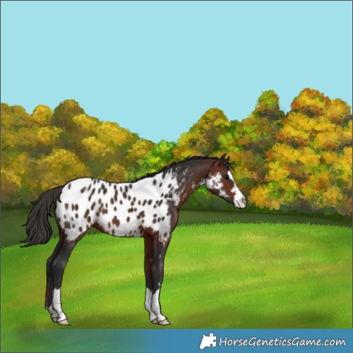 Horse Color:Bay Appaloosa 