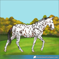 Horse Color:Brown Appaloosa