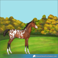 Horse Color:Bay Appaloosa 