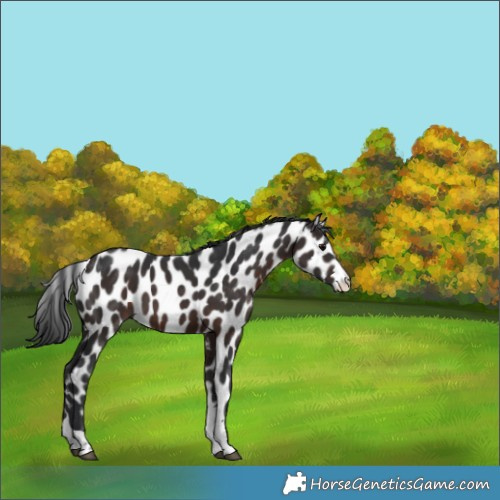 Horse Color:Brown Appaloosa 