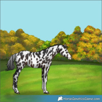 Horse Color:Brown Appaloosa 