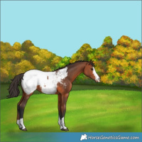 Horse Color:Bay Appaloosa